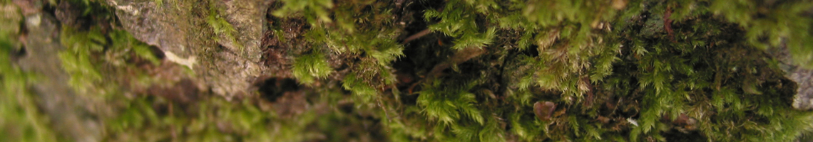 可以免费看黄应用